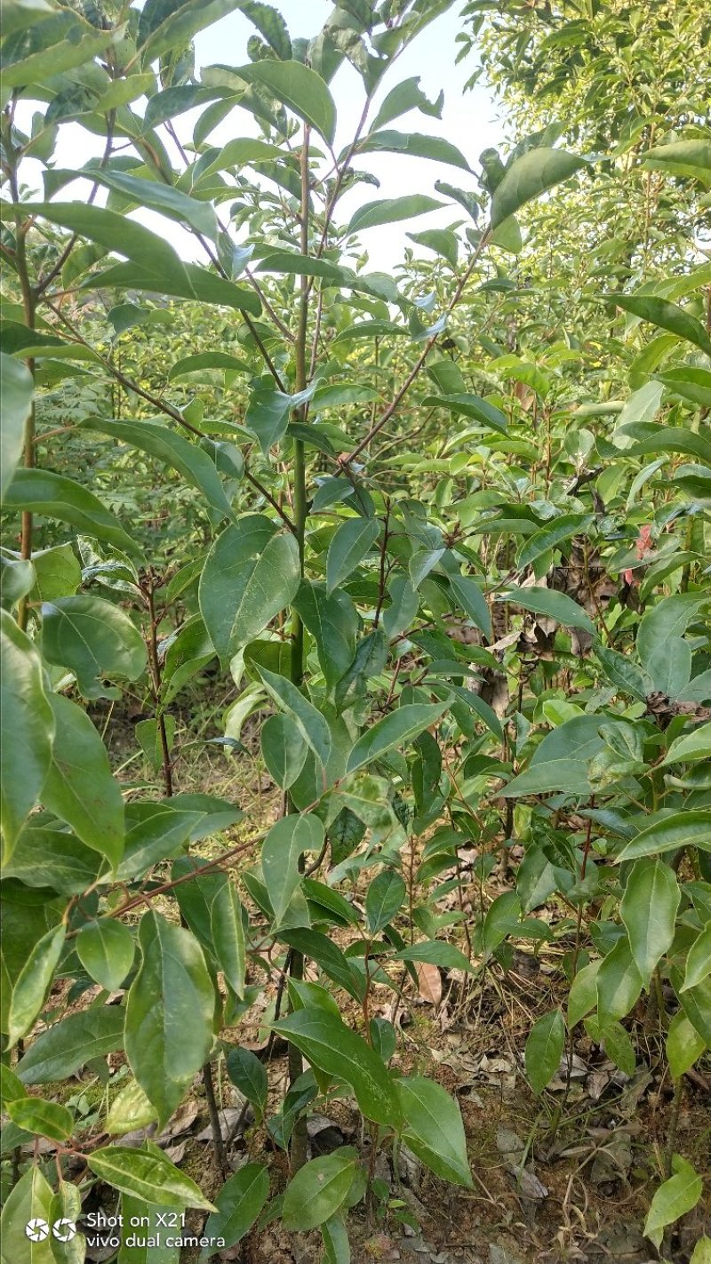 精品大叶香樟苗高度40一1.5米，大量出售