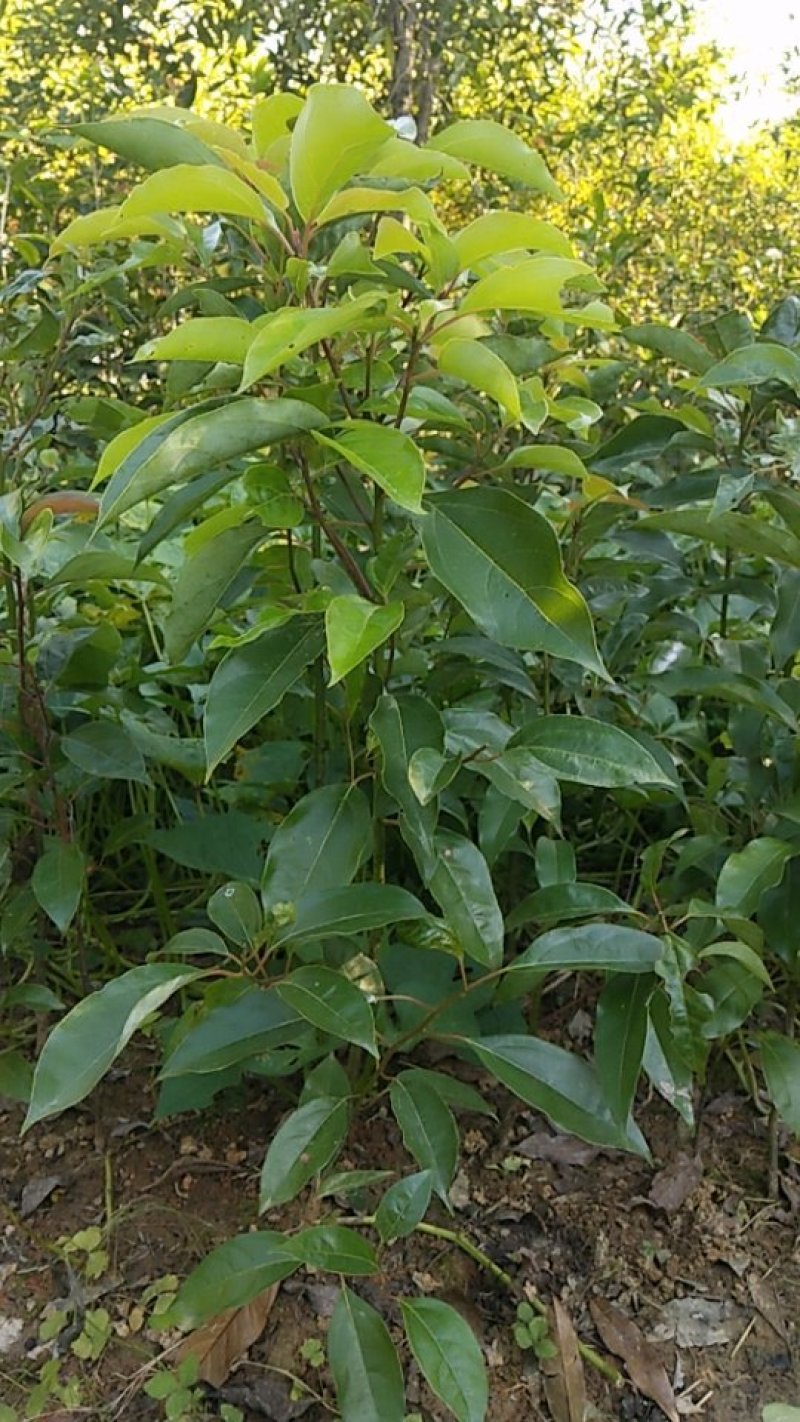 精品大叶香樟苗高度40一1.5米，大量出售