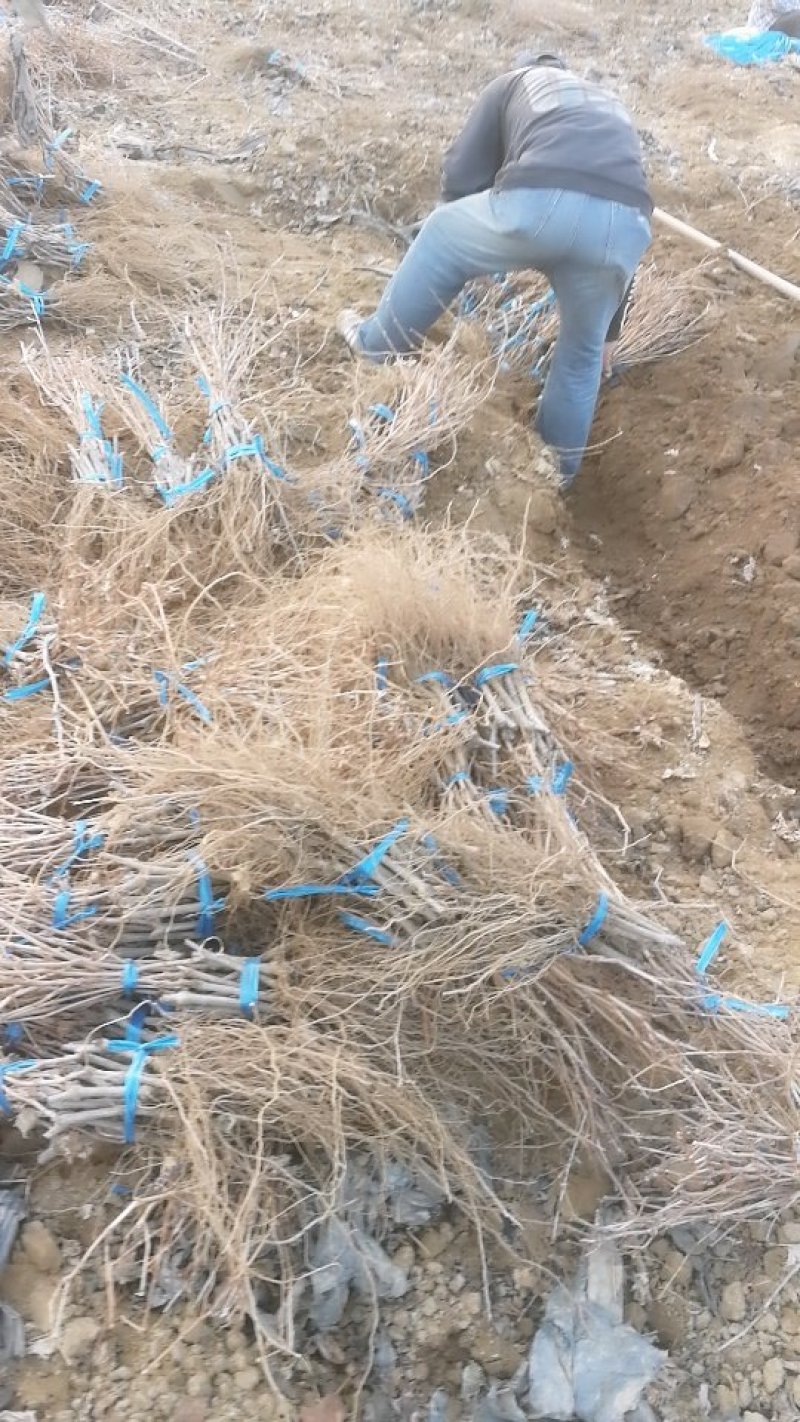 金手指葡萄苗基地直销超甜葡萄纯度保证适合采摘