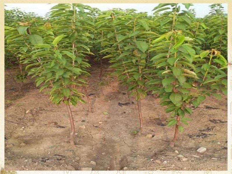 俄罗斯8号樱桃苗品种保证纯度价格优惠免费提供种植技