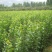 俄罗斯8号樱桃苗品种保证纯度价格优惠免费提供种植技