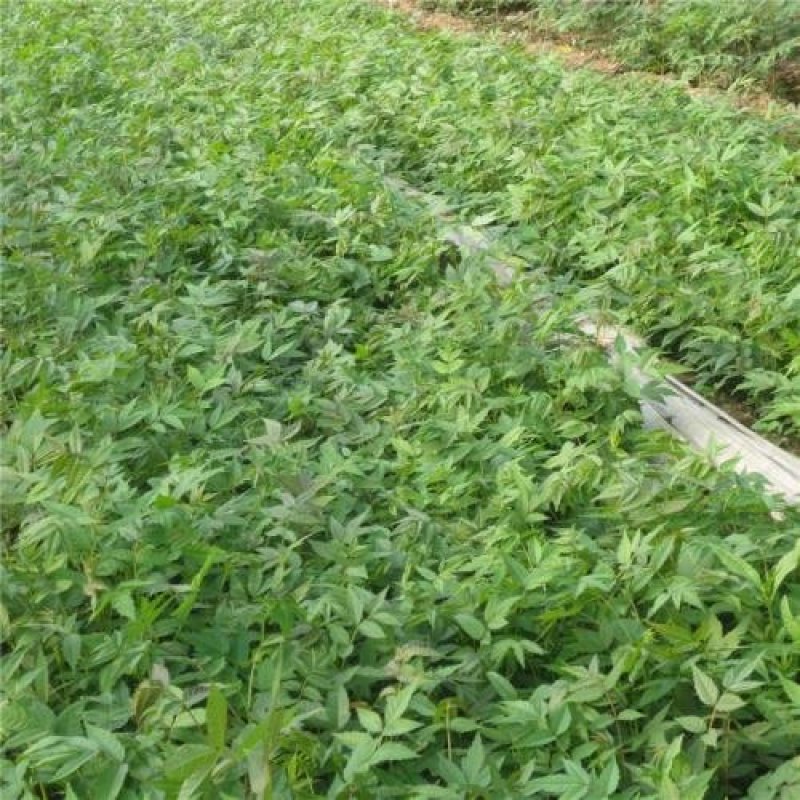 红油香椿苗基地规格齐全保成活率提供种植技术