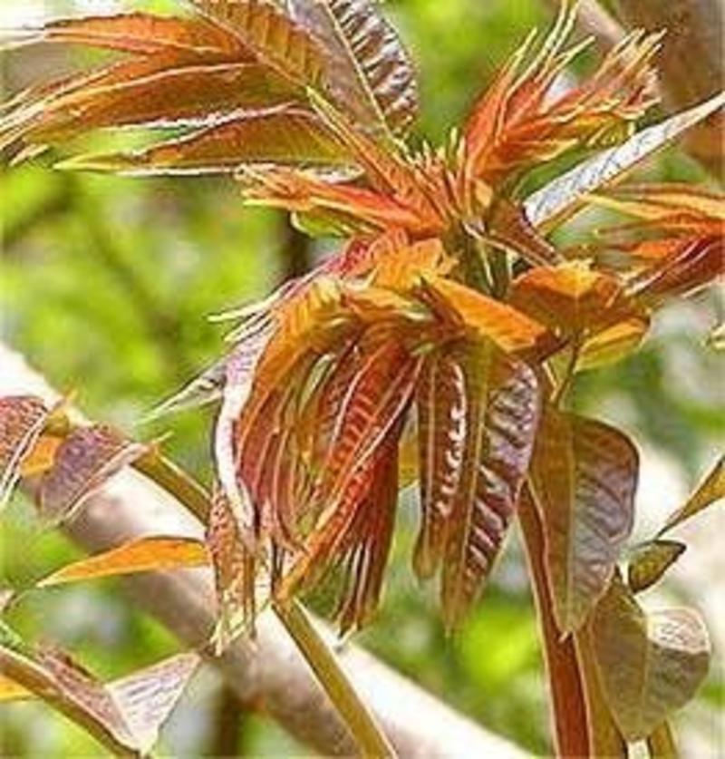 红油香椿苗基地规格齐全保成活率提供种植技术