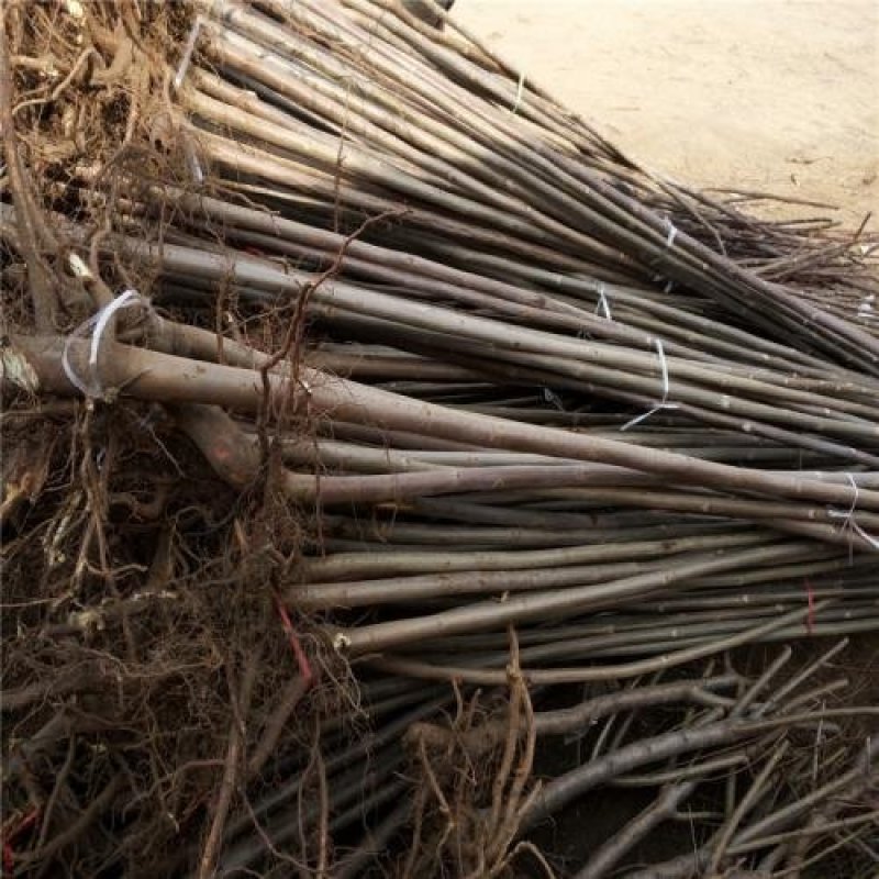 红油香椿苗基地规格齐全保成活率提供种植技术