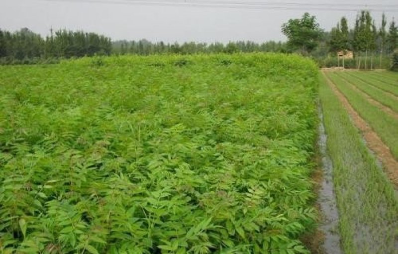 0.5公分-1公分香椿苗基地直供免费提供种植技术