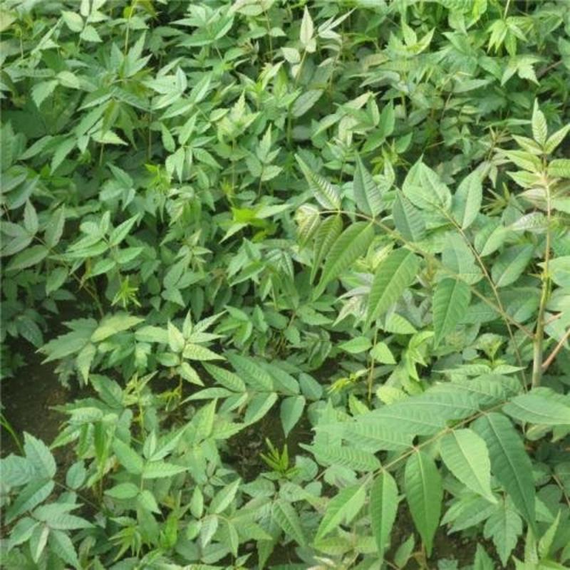 0.5公分-1公分香椿苗基地直供免费提供种植技术