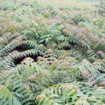 0.5公分-1公分香椿苗基地直供免费提供种植技术