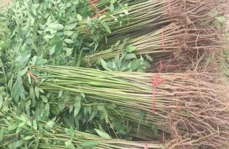 0.5公分-1公分香椿苗基地直供免费提供种植技术