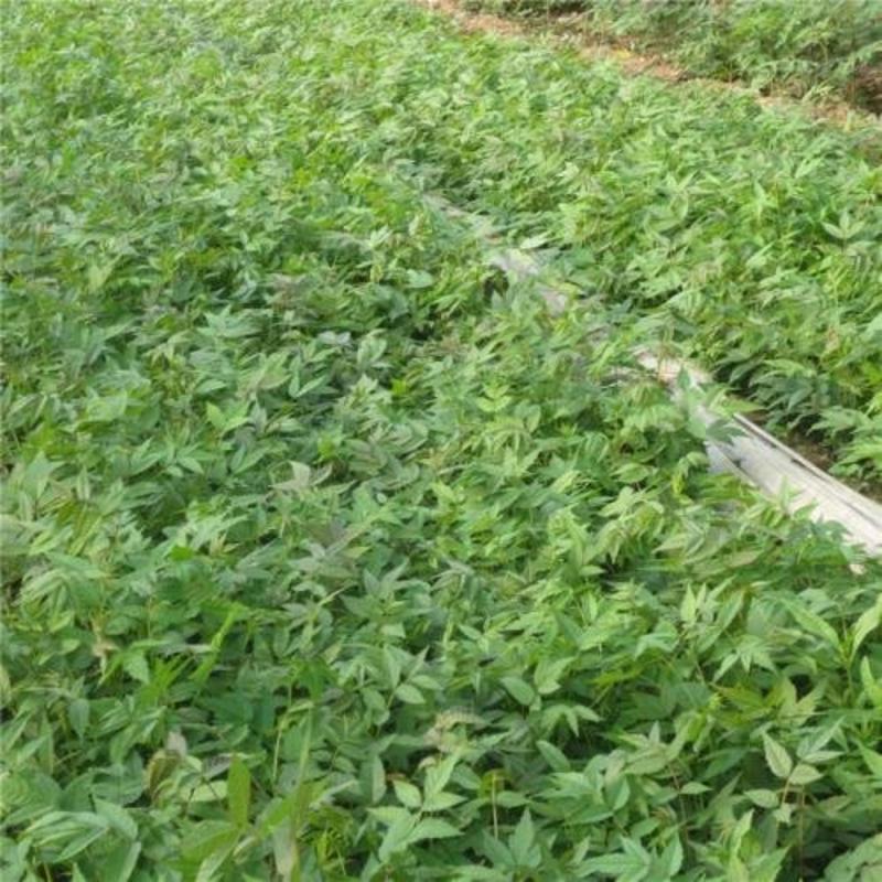 0.5公分-1公分香椿苗基地直供免费提供种植技术