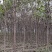楸树1500棵