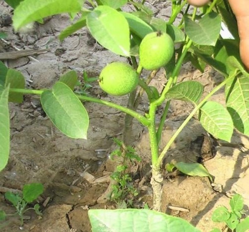 香玲核桃苗辽核核桃苗8518核桃苗品种保证纯度