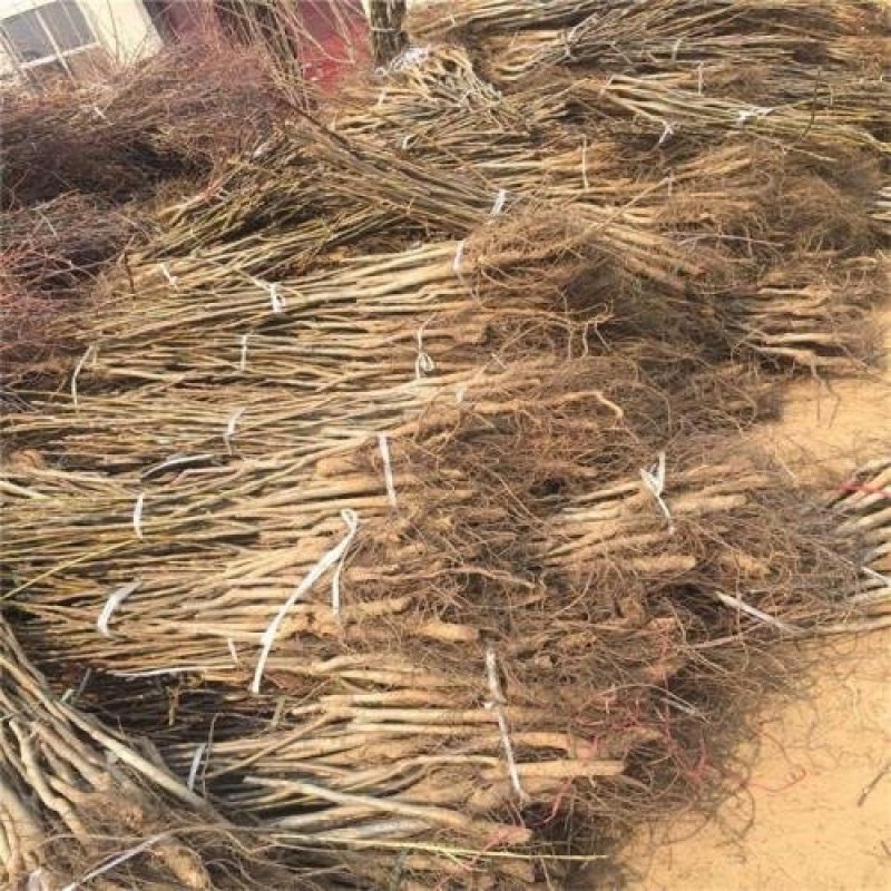 香玲核桃苗辽核核桃苗8518核桃苗品种保证纯度