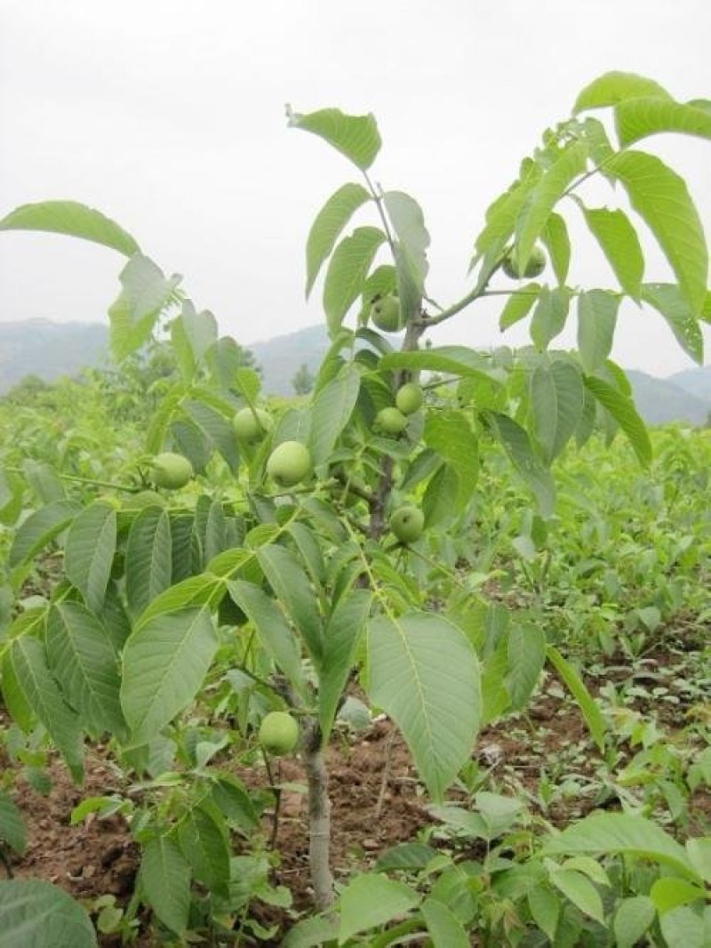 香玲核桃苗辽核核桃苗8518核桃苗品种保证纯度