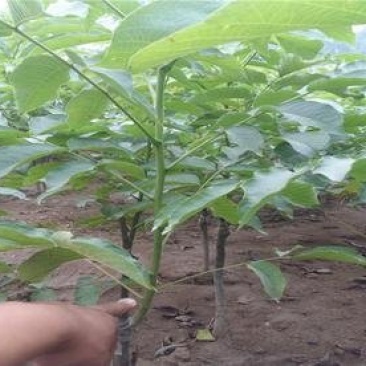 香玲核桃苗辽核核桃苗8518核桃苗品种保证纯度