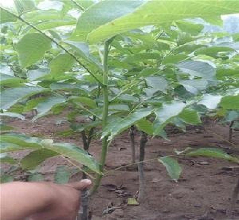 香玲核桃苗辽核核桃苗8518核桃苗品种保证纯度