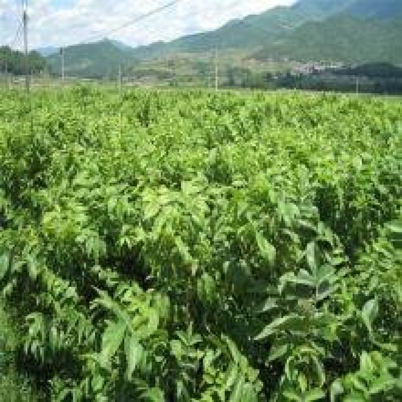 香玲核桃苗辽核核桃苗8518核桃苗品种保证纯度
