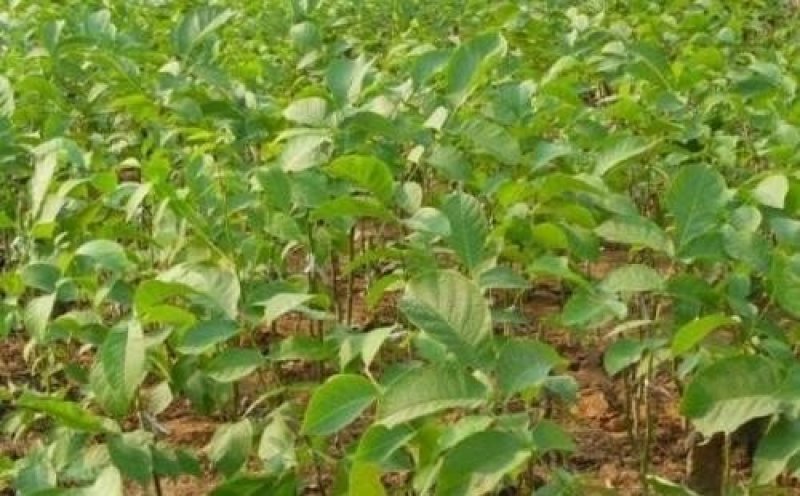 香玲核桃苗辽核核桃苗8518核桃苗品种保证纯度