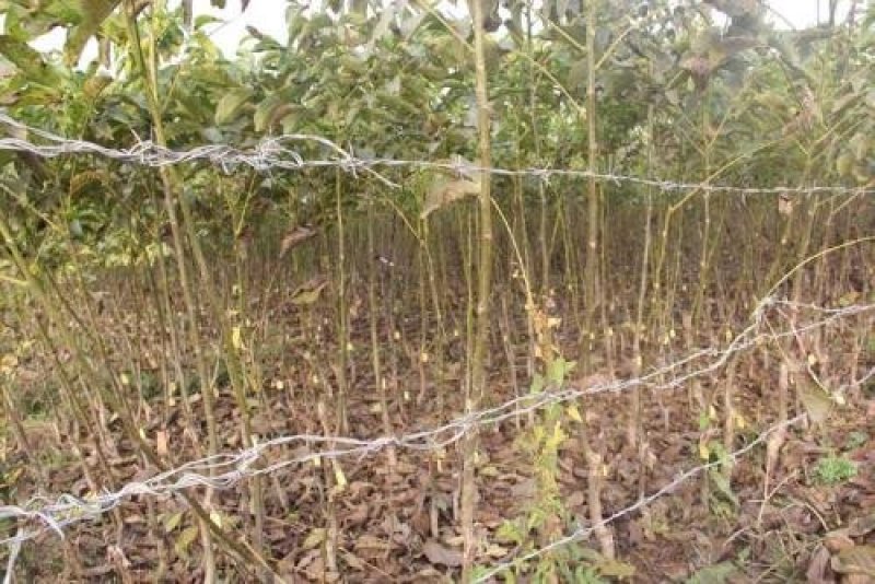 香玲核桃苗辽核核桃苗8518核桃苗品种保证纯度