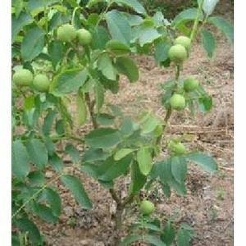 香玲核桃苗辽核核桃苗8518核桃苗品种保证纯度