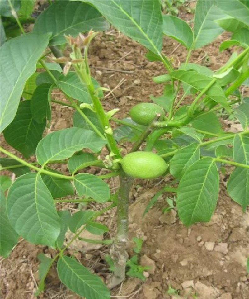 香玲核桃苗辽核核桃苗8518核桃苗品种保证纯度