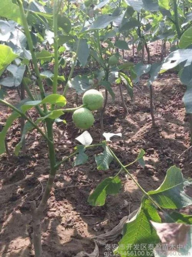 香玲核桃苗辽核核桃苗8518核桃苗品种保证纯度
