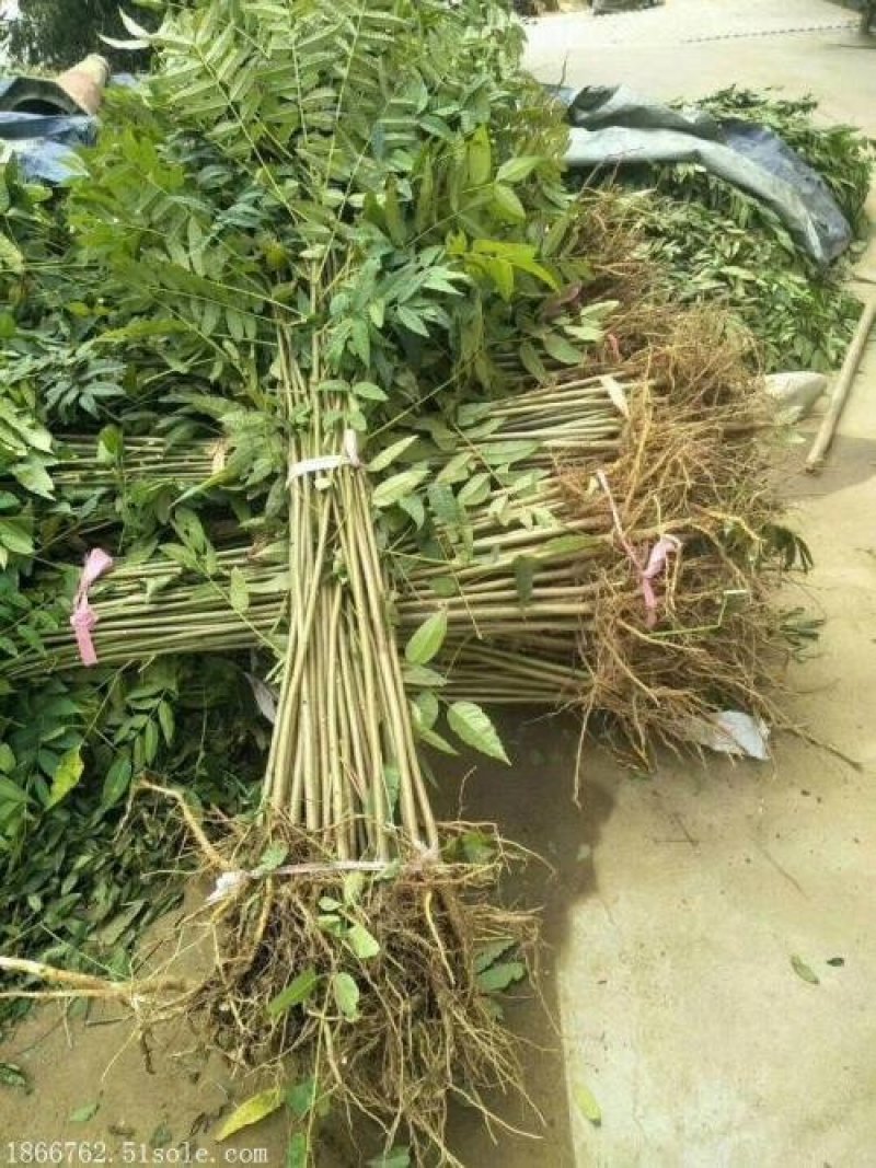 香玲核桃苗辽核核桃苗8518核桃苗品种保证纯度
