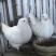 元宝鸽出售全国包邮