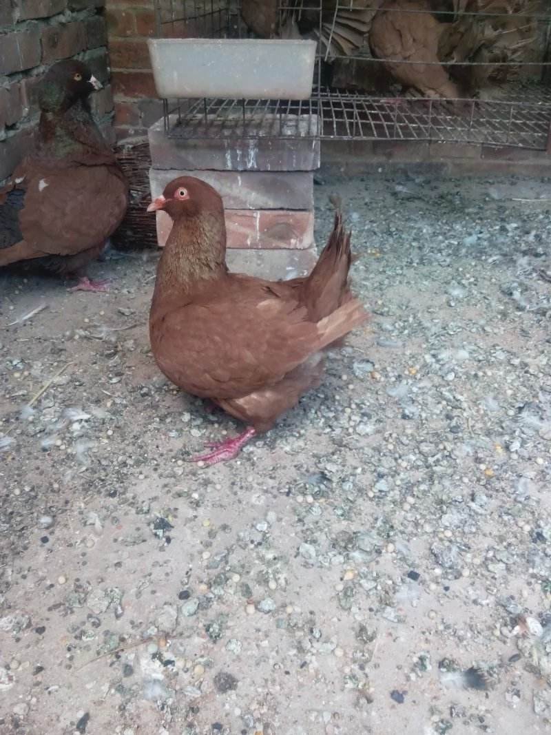 元宝鸽出售全国包邮