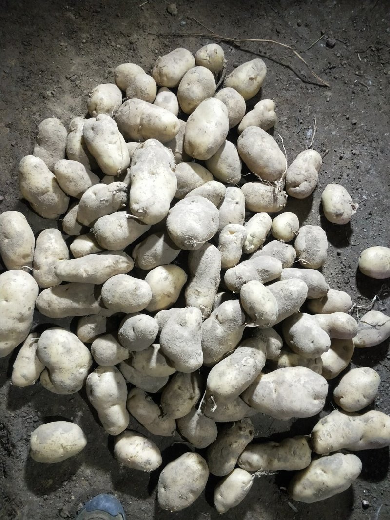 白皮白心的226个头大薯型好颜色好！