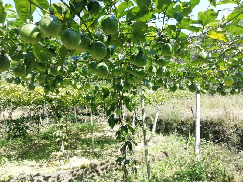 百香果苗