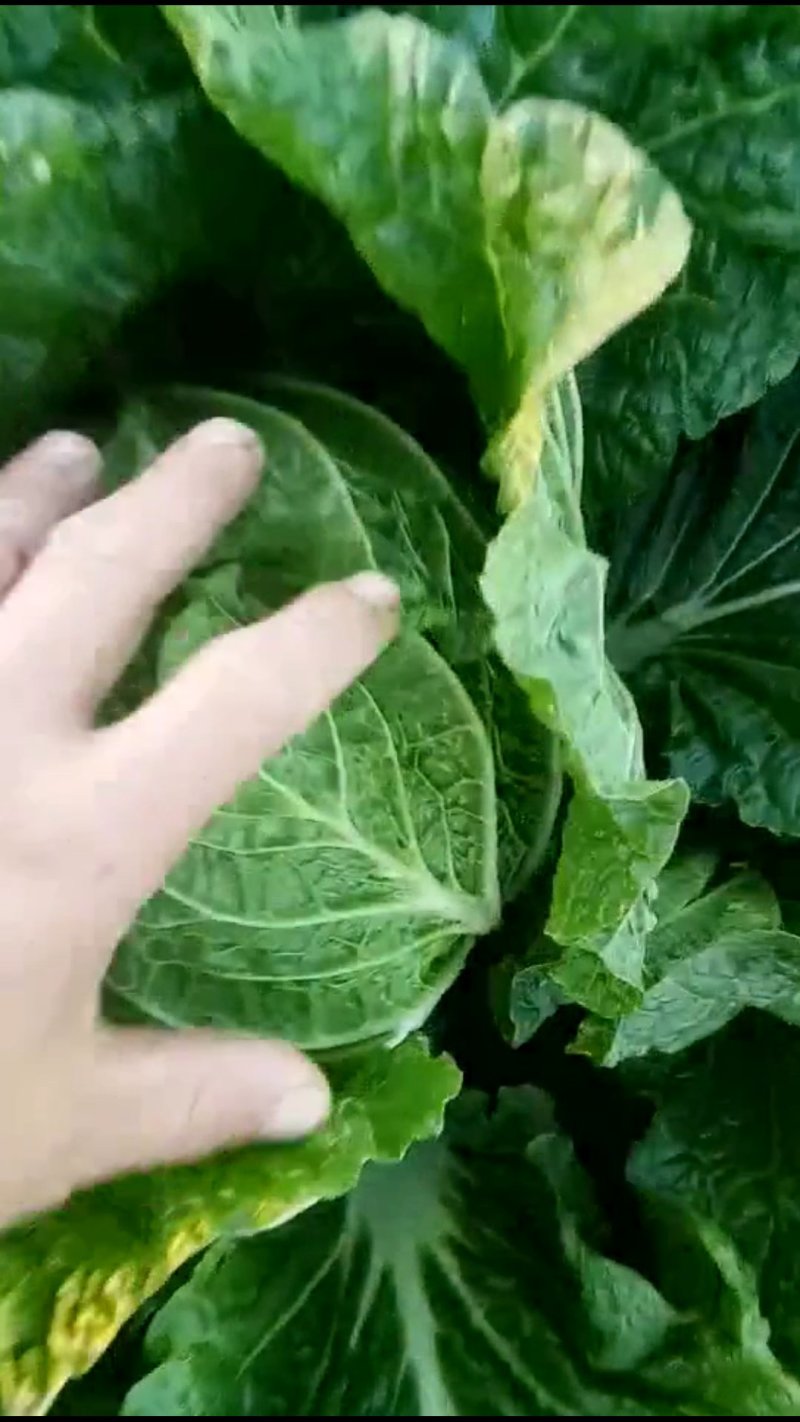黄心菜