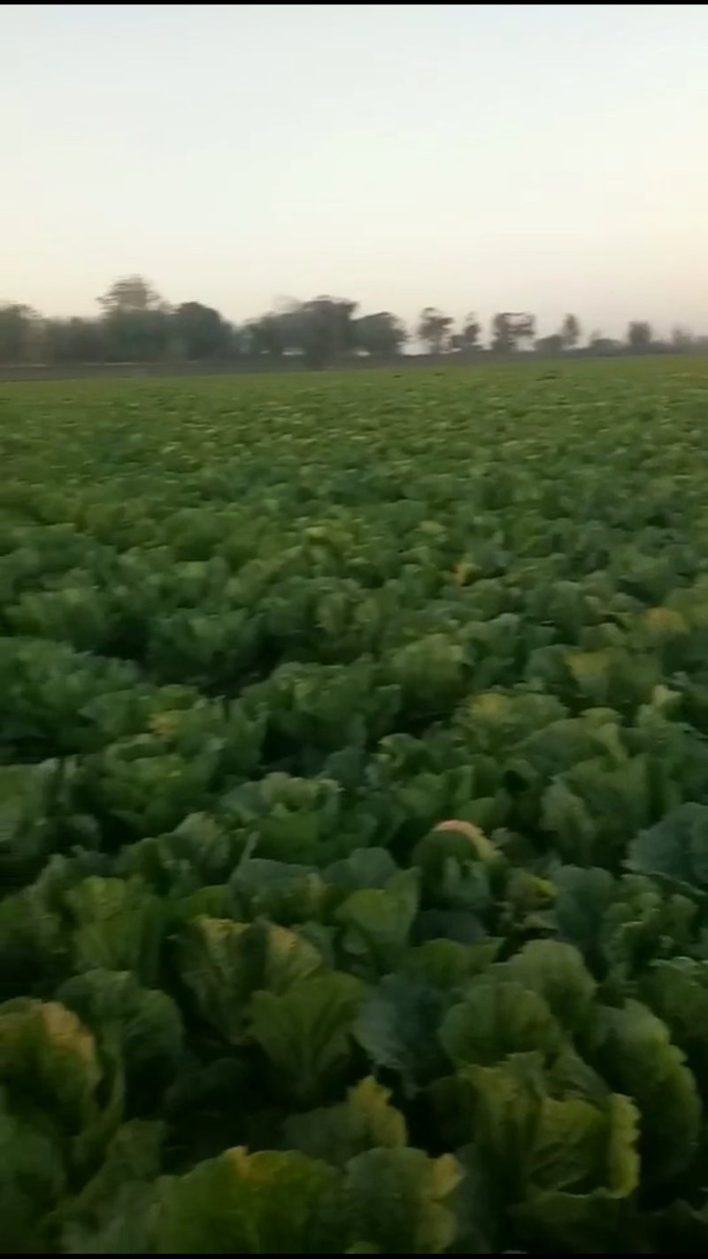 黄心菜
