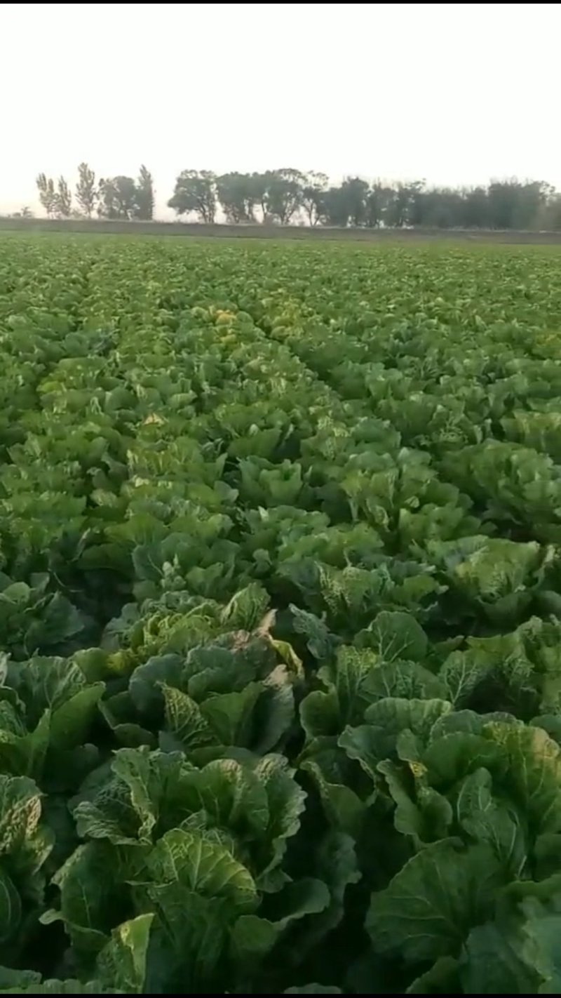 黄心菜