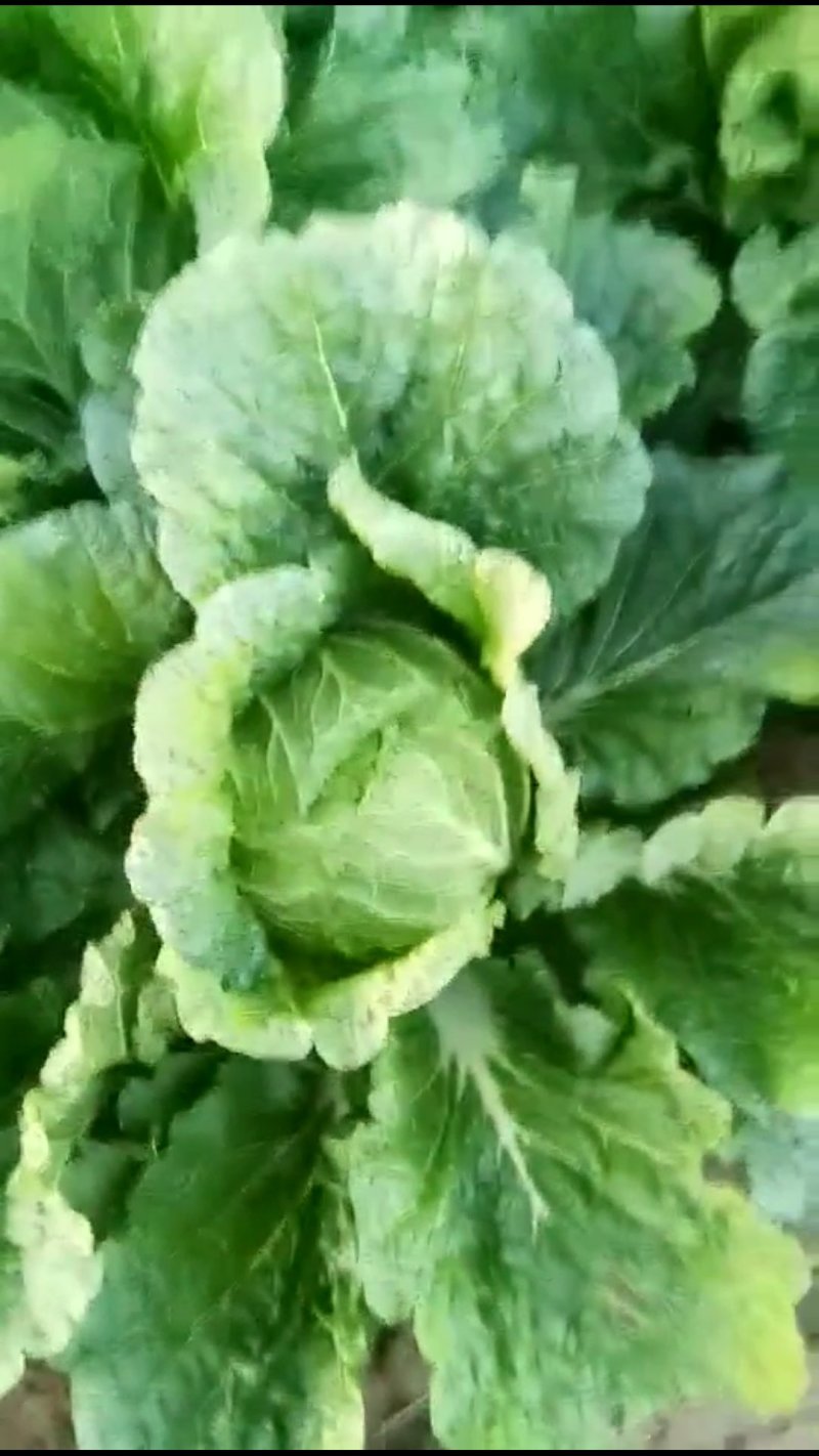 黄心菜