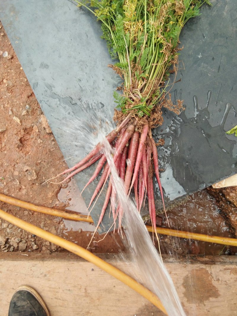 水果红萝卜