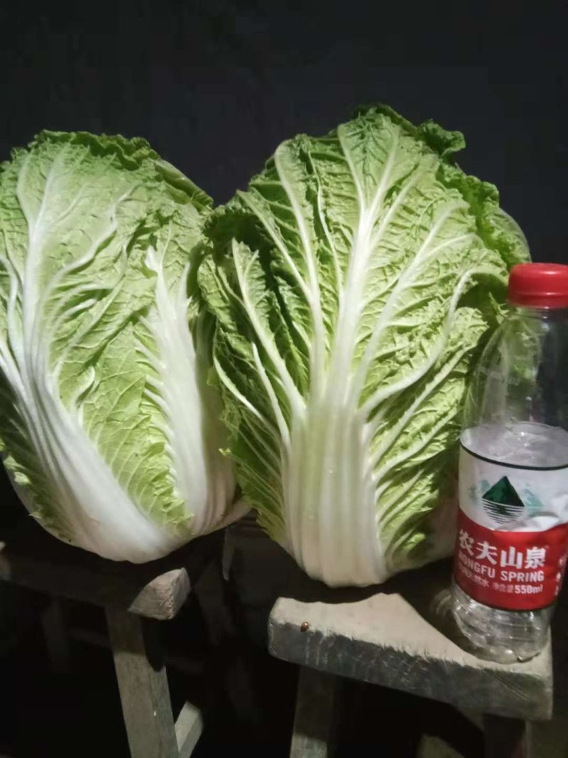 黄心菜