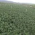 鱼腥草