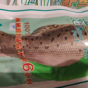 鲜冻海鲈鱼七星鲈鱼真空包装无冰衣从大海到餐桌只需48小时