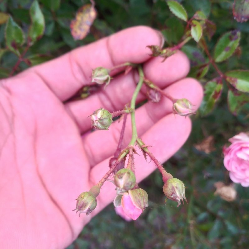 小丰花月季，品种纯正一手苗。海量供货