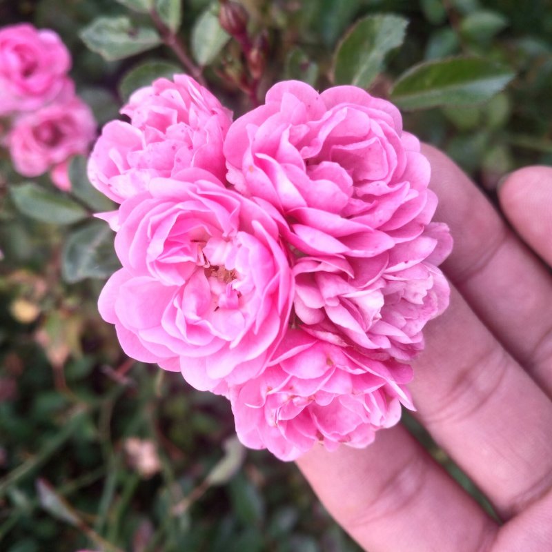 小丰花月季，品种纯正一手苗。海量供货