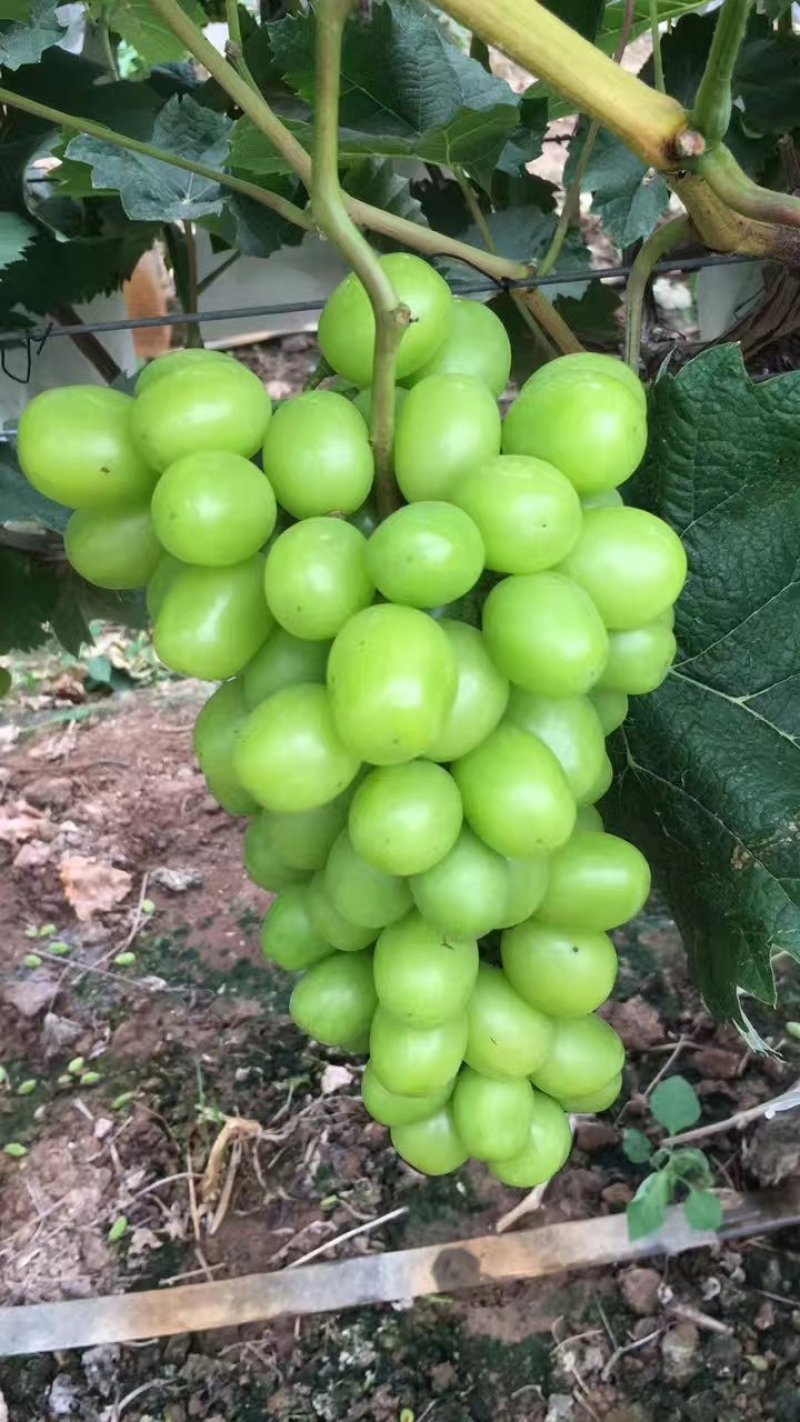 葡萄苗阳光玫瑰
