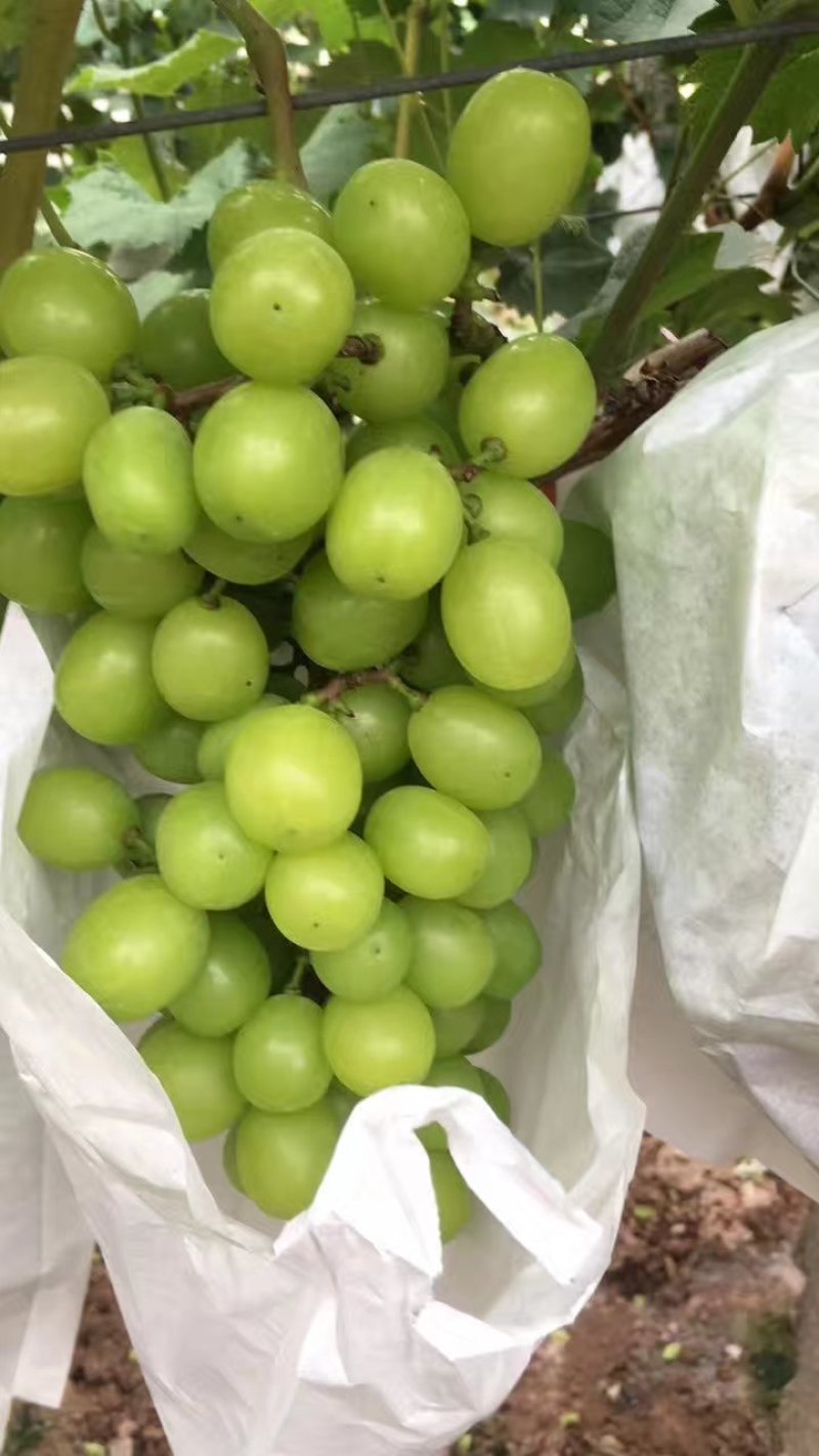 葡萄苗阳光玫瑰