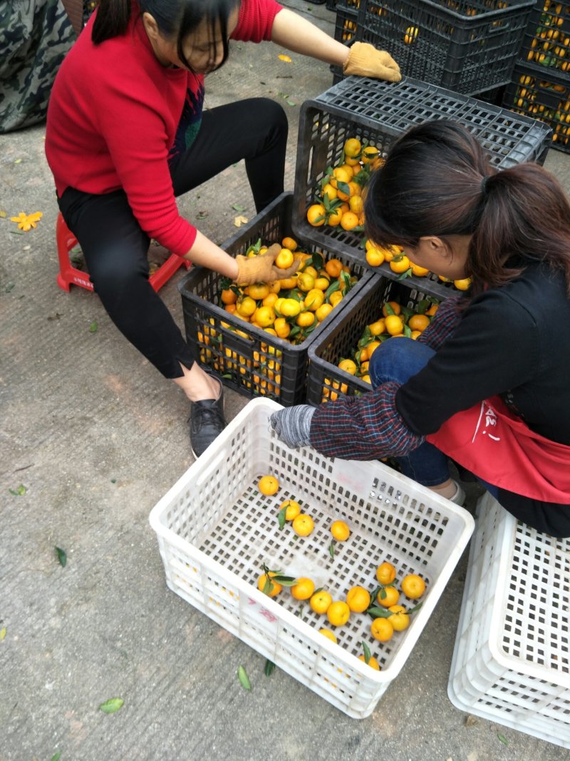 南丰蜜桔