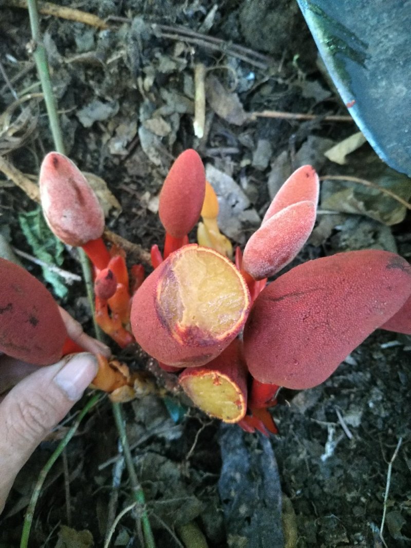 蛇菰