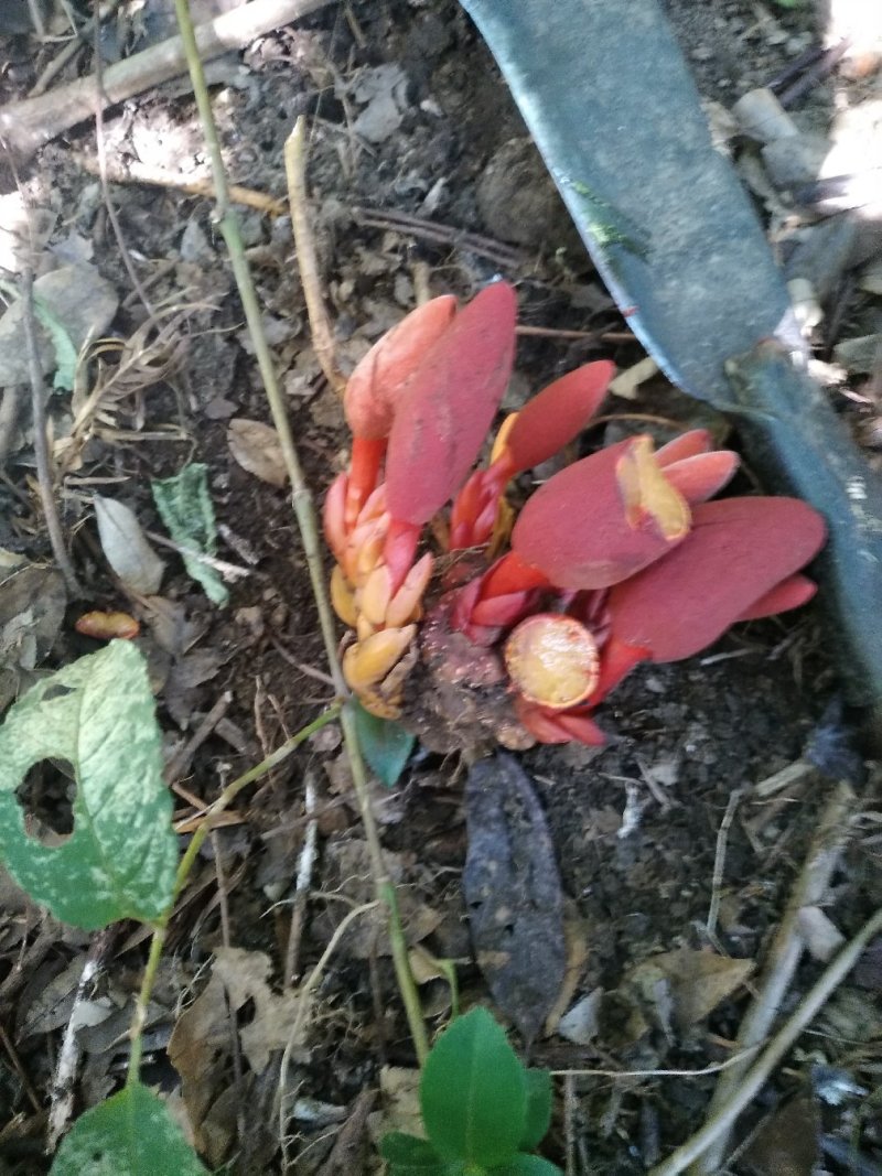 蛇菰