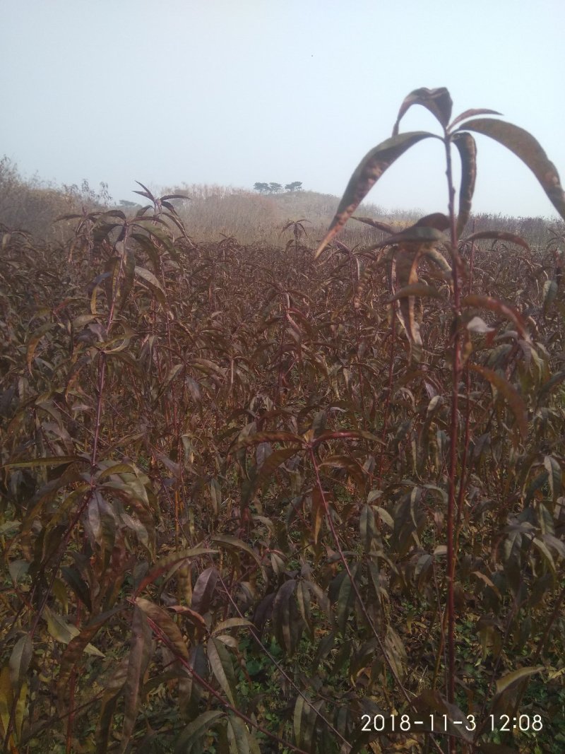 红叶碧桃树1-3公分定植树苗自家苗圃无中介