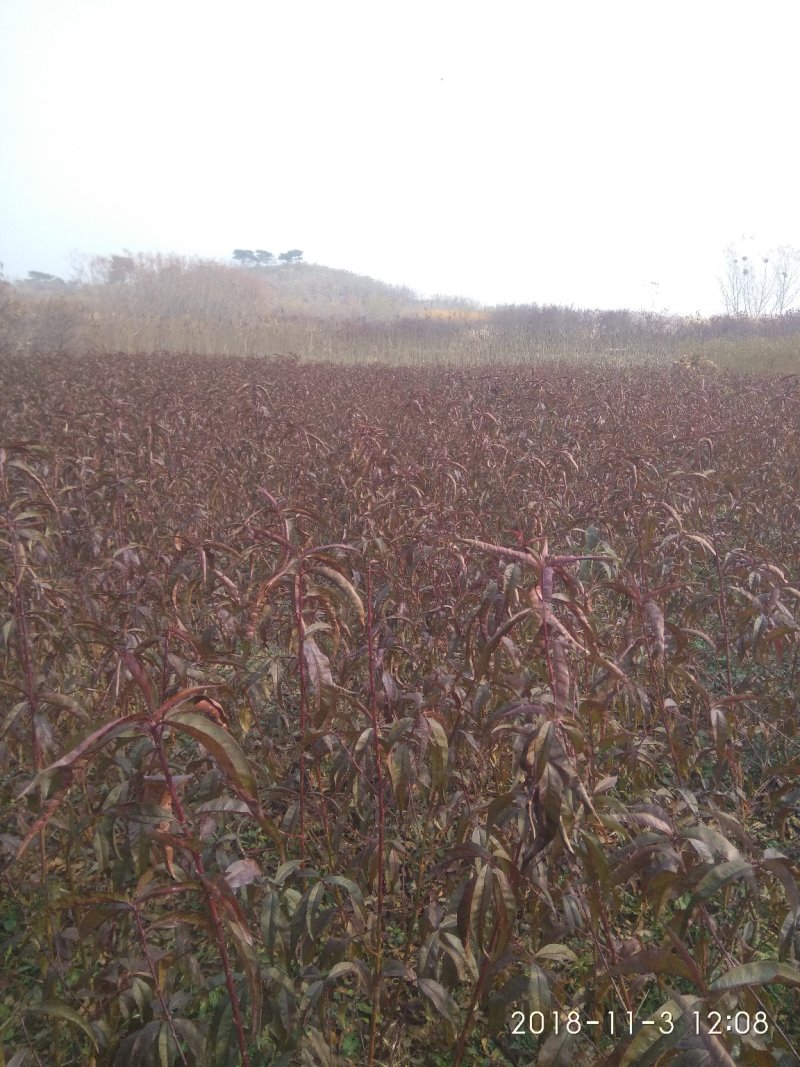 红叶碧桃树1-3公分定植树苗自家苗圃无中介