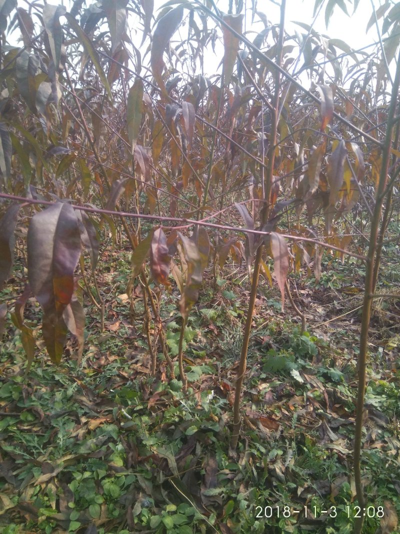 红叶碧桃树1-3公分定植树苗自家苗圃无中介
