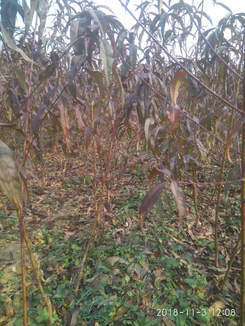 红叶碧桃树1-3公分定植树苗自家苗圃无中介