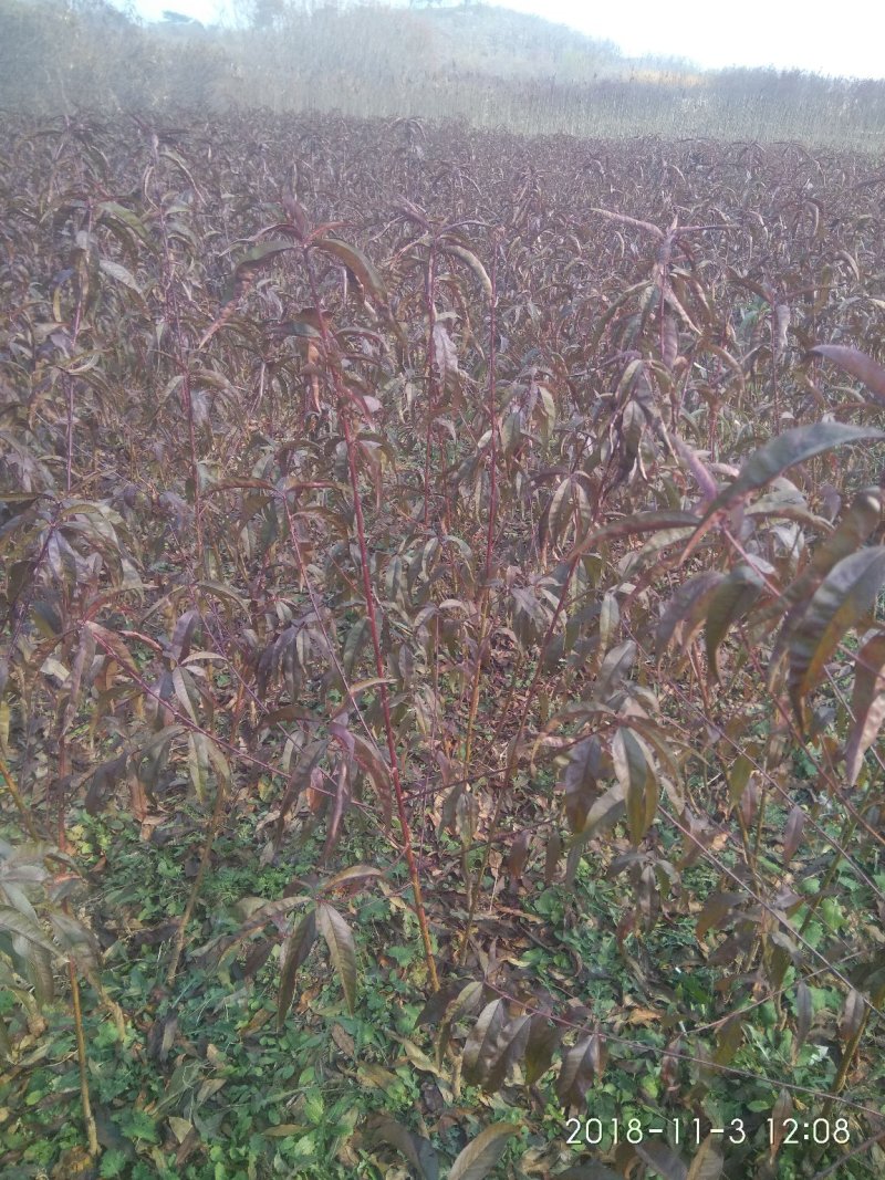 红叶碧桃树1-3公分定植树苗自家苗圃无中介